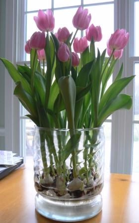 Весенние тюльпаны, которые будут цвести у вас дома целый год