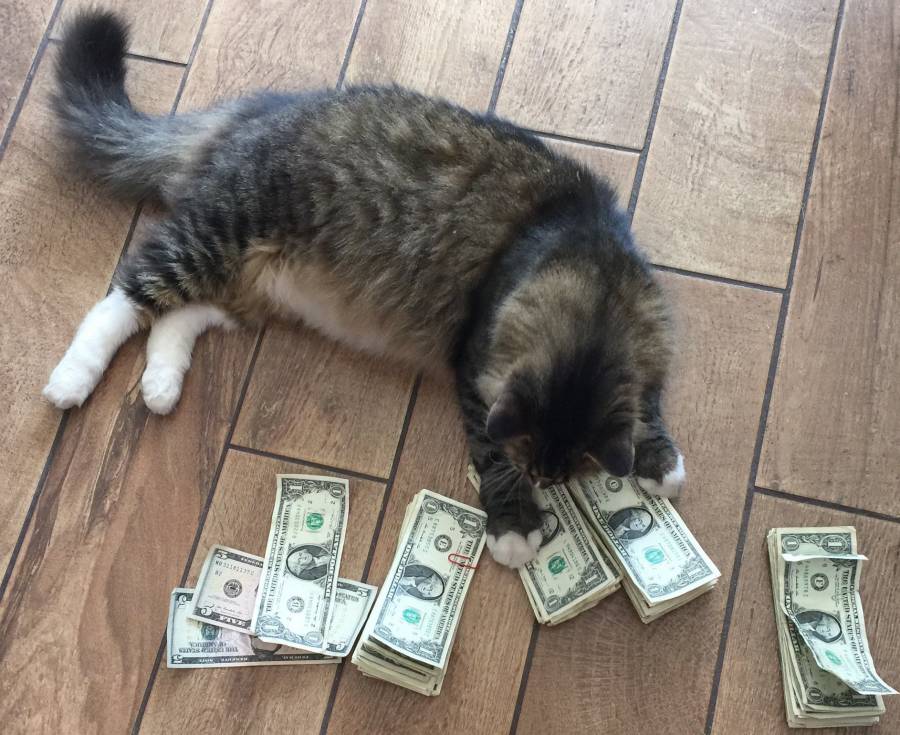 Работники компании видели, что их кот приносит деньги, но не знали, где он их берет
