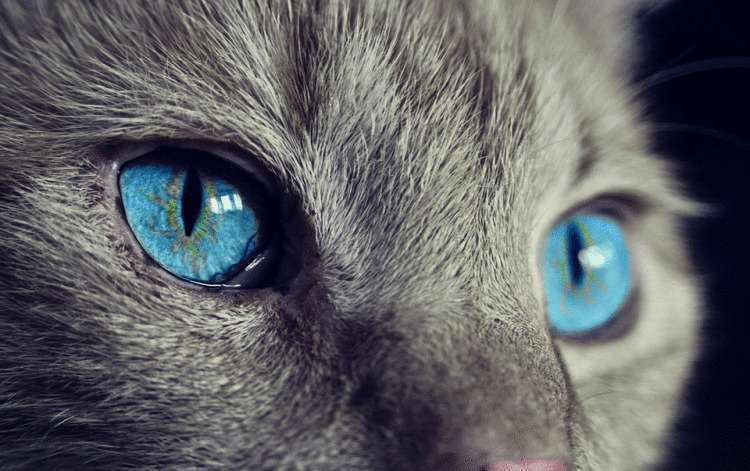 Кошки могут находить негатив в вашем жилище