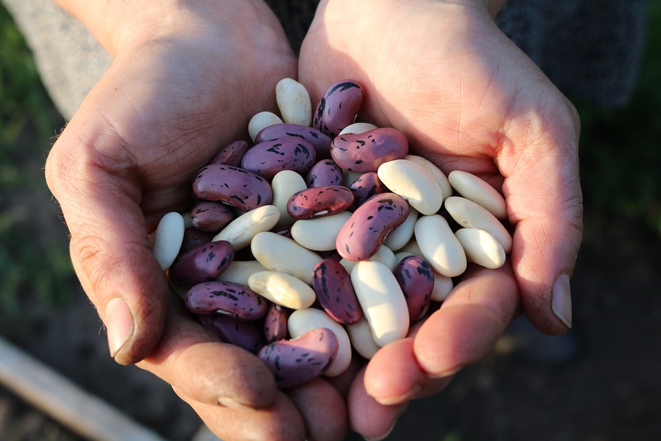 runner-beans-1835646_960_720