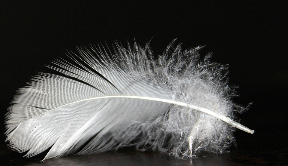 feather-1228678_960_720