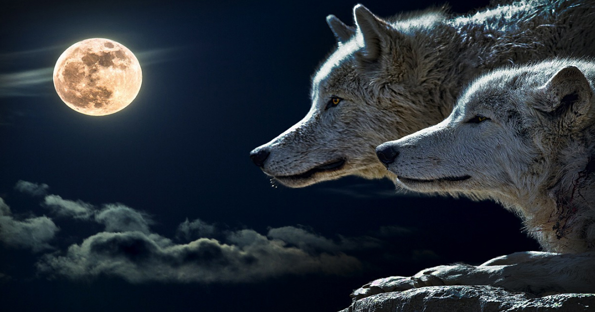 Сказание о двух волках, живущих внутри нас