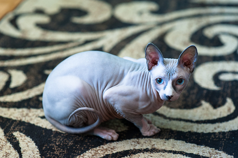 3-Лысая кошка породы канадский сфинкс