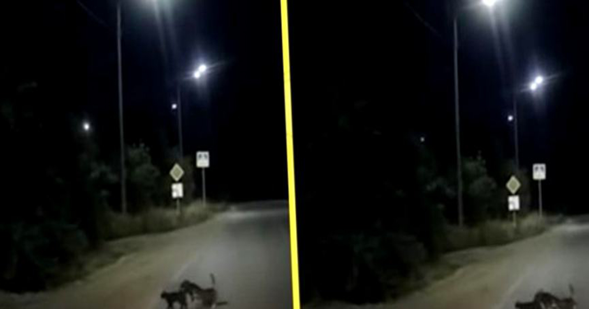 Как кошки помогали перейти дорогу собаке