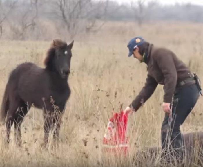 Лошадь отблагодарила ветеринара, спасшего ее