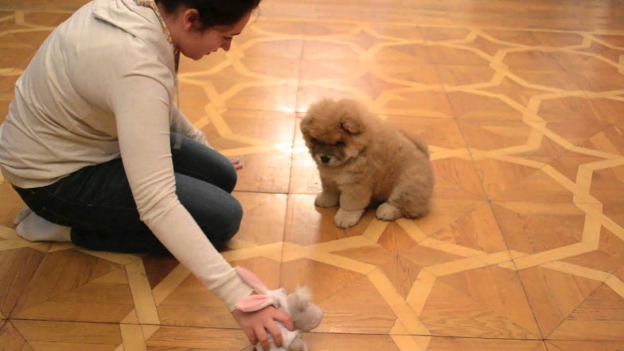 Необычный совет невропатолога: купить большому ребенку собаку породы чау-чау